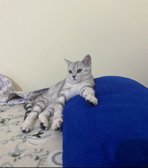 Ухоженная домашная кошка