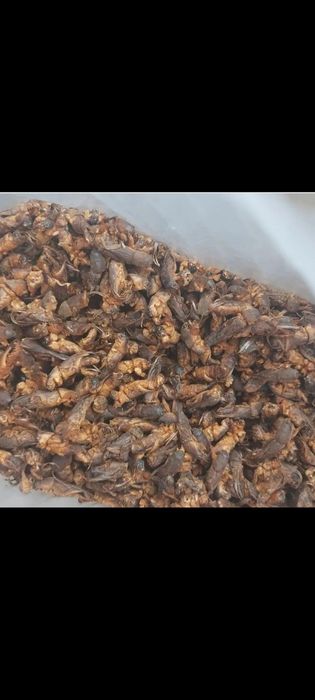 Сушеные медведки