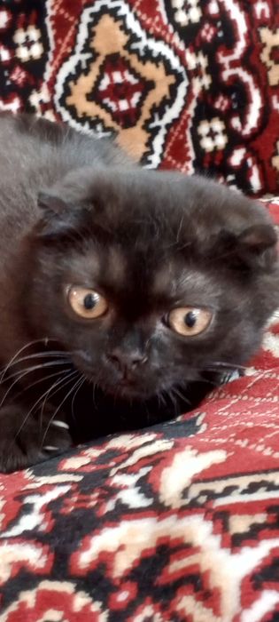 Шотландский,Вислоухий котенок 1.5 месяца здоровый