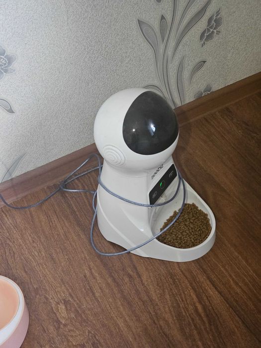 Кошка шотландская вислоухая