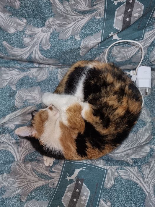 Mushuk sotiladi o‘g‘l bola uy mushuk. Aybi yoq