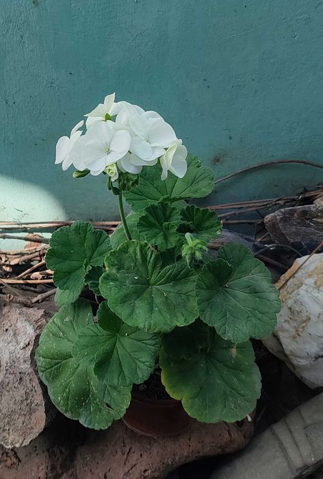 Герань (пеларгония) продам