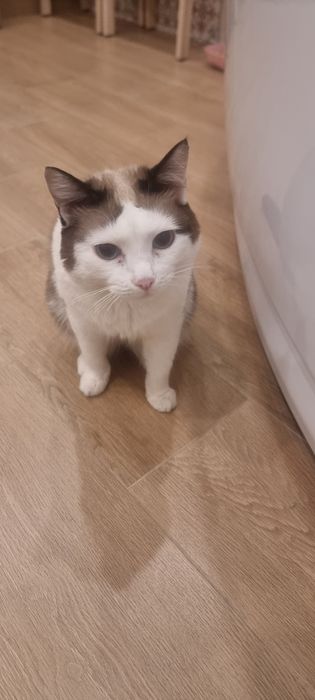 Потеряли кошку по кличке Кэти