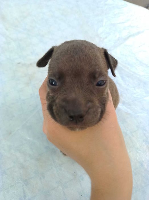 Продаются щенки питбуля цена 300 у.е