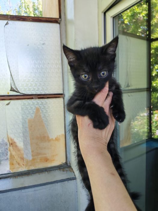 Отдам котят в добрые руки