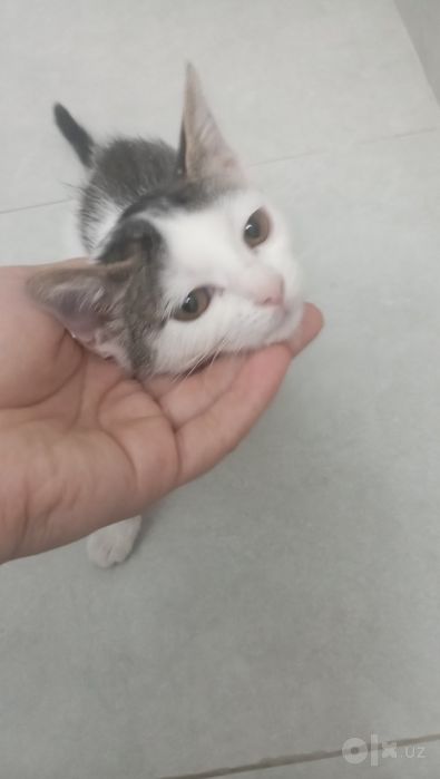 Котенок девочка 2 месяца