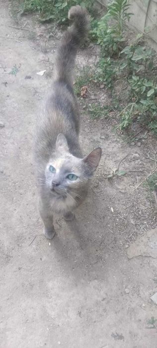 Выкинули кошку   за городом