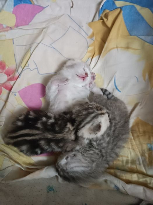 Серебристый шиншилла мальчик опытный