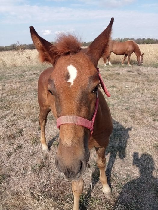 Mânz de vânzare de