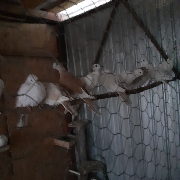 Vând turturele răzătoare.