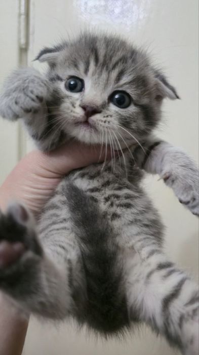 Котенок мушук мушукча пишак породистый зотли