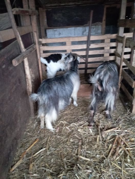 Capre cu iezi și tap de prasila