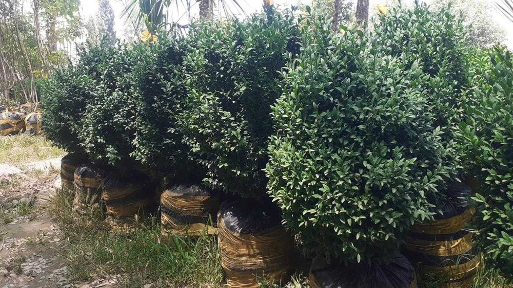 Шамшот - вечнозеленный, Герань (разные цвета), Девичий виноград и т.д.