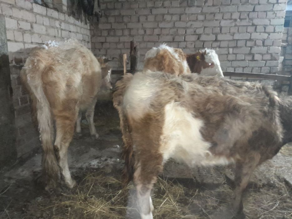 10 бас ургашы мал оптом