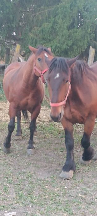 2 iepe cuminți . Bune la tras , la căruță