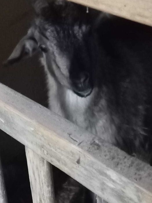 Продам Козу с козлёнком