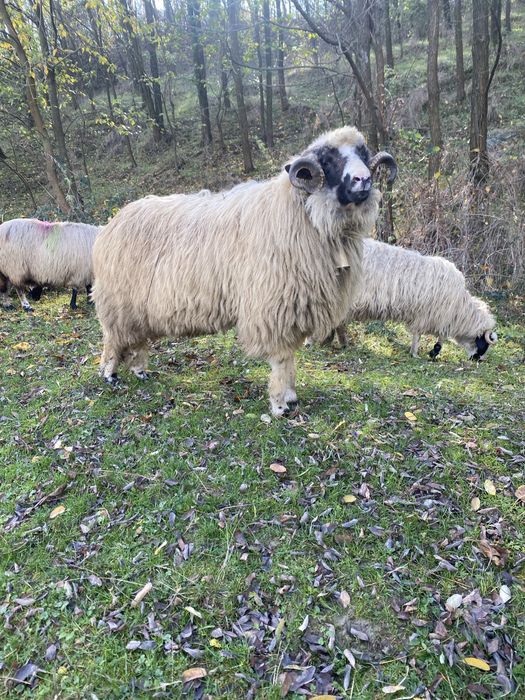 Vand sau schimb berbec breaz