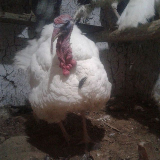 Курка БИГ 6 жужалари сотилади