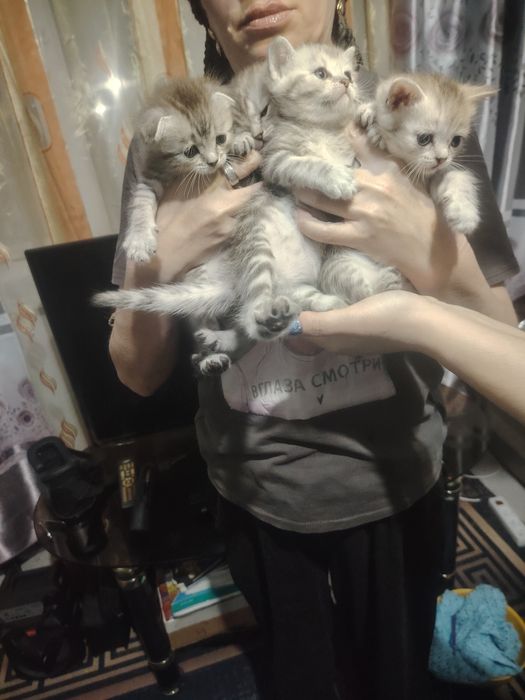 Британские малыши