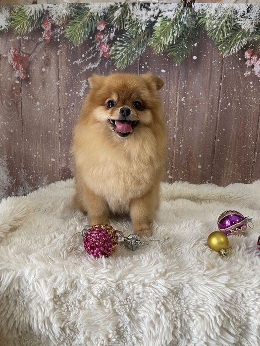 Грумер Костанай мелких пород собак