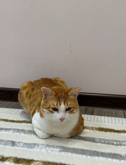Кошка стерильная в добрые руки