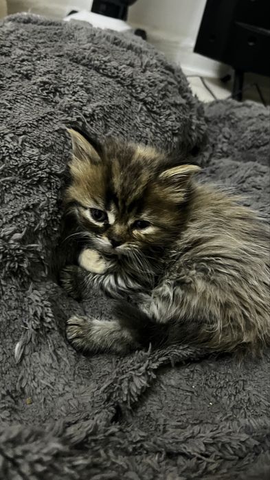 Отдам ласковую шотландку
