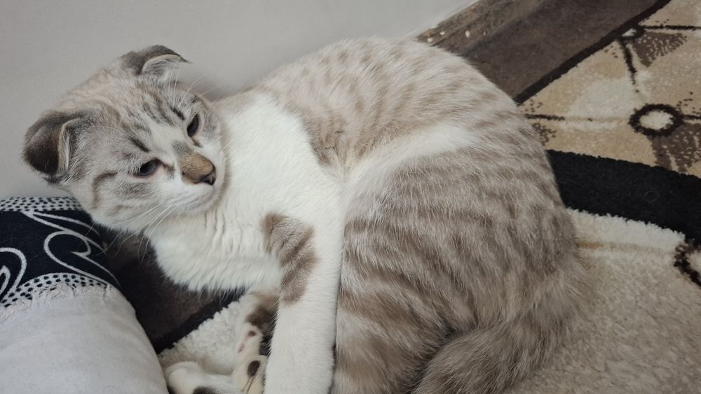 Зотли Мушук  сотилади