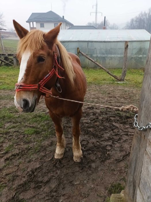 Iapă de vânzare de 14 ani
