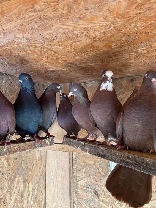 Голуби бойные в Косшы