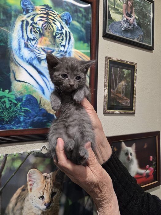 Продам не дорого