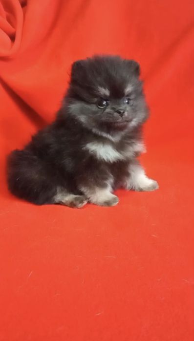 Померанский шпиц Супер мини, 1,5 мес, помиранский