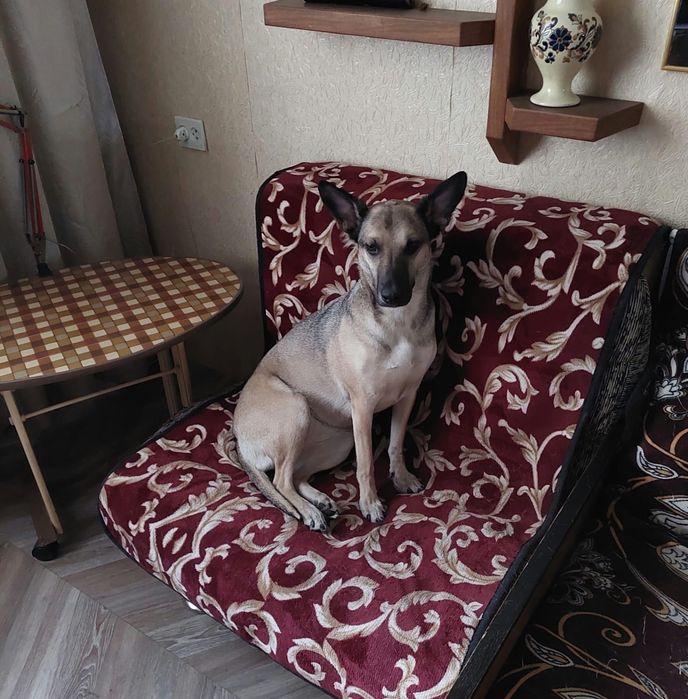 Потерялась собака