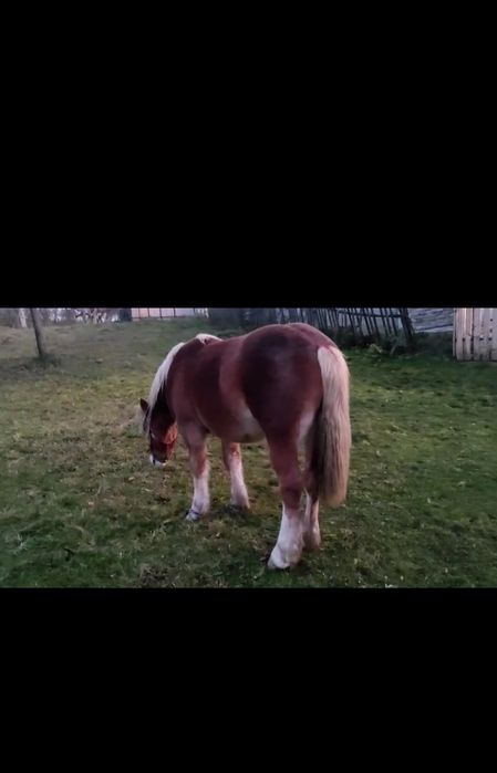 Mânz șarg din tata cu licență de montă