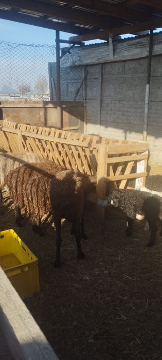 Продам матки с ягнятами
