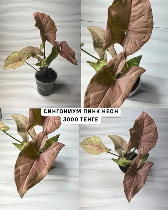 Сингониумы разные