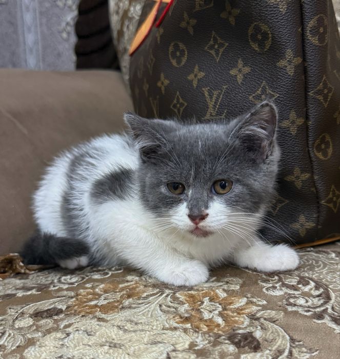 Скотиш страйт мальчик