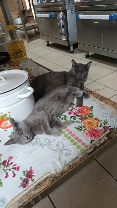 Отдам в хорошие руки