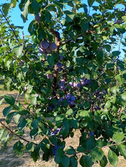Prune de vânzare