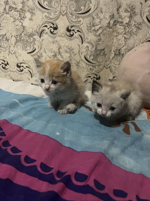Котята подарю даром