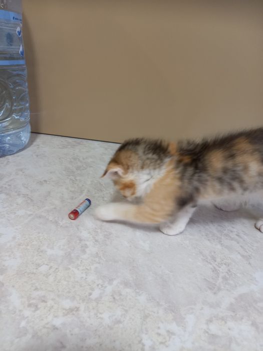 котёнок девочка принцесса  2 месяца