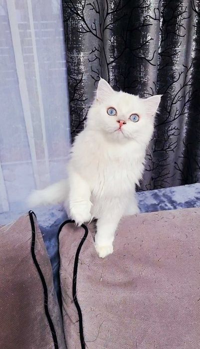 British longhair baietel alb cu ochi albaștri pedigree