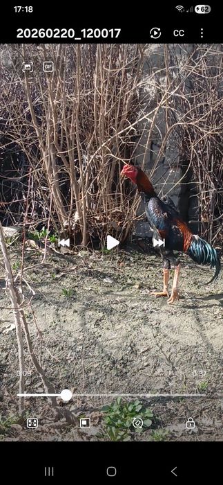 Жужа сотилади манзил