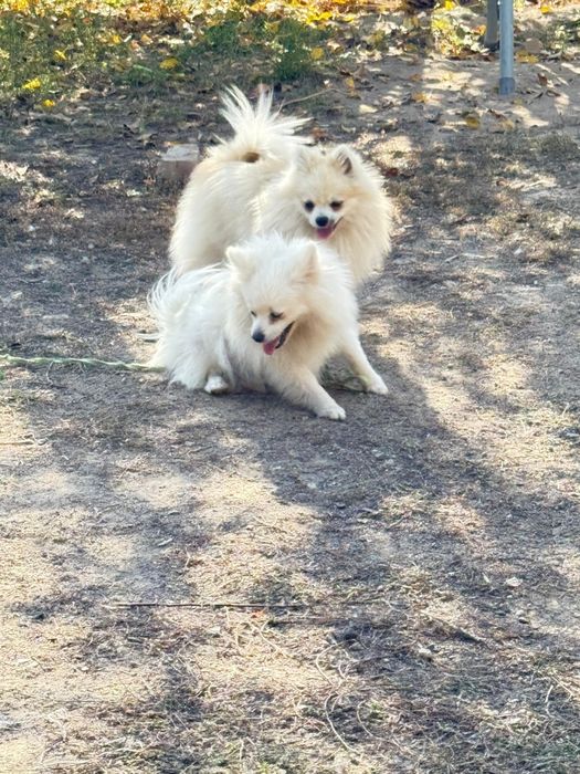 Шенки померанского шпица