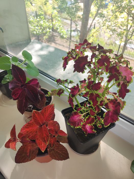 Комнатные цветы, пеларгонии