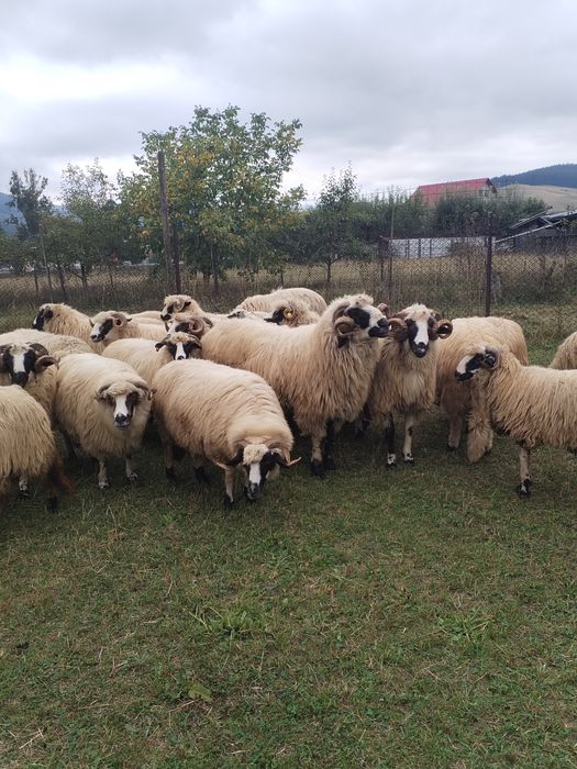 Vând oi și berbeci
