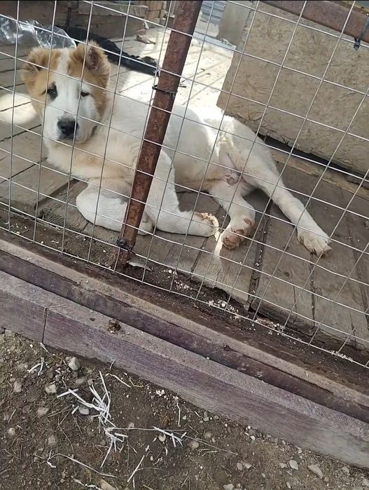 Алабай щенок Тайсон