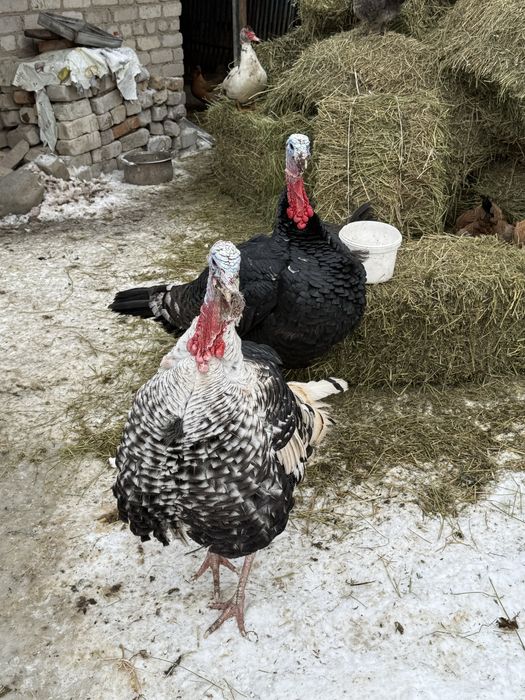 Продам индюков молодых