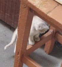 Котенок мальчик Г.Шу