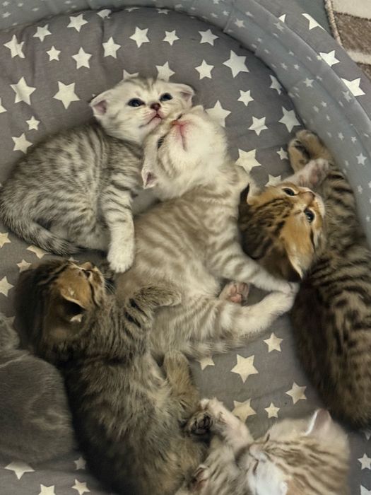 Котята британские вислоухие