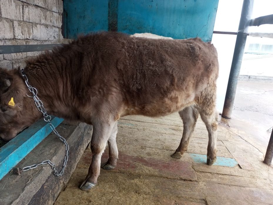 Продам жирную телку